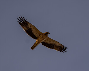 Aguila calzada