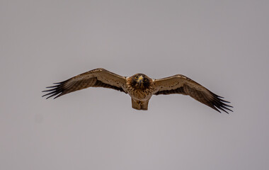 Aguila calzada