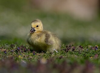 Adorable gosling on grass