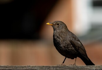 Blackbird Perched on Wooden Surface