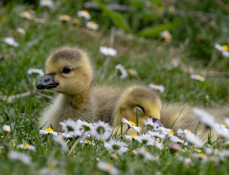 Goslings Resting Among Daisies