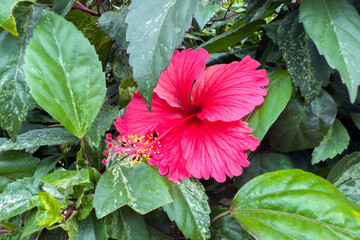 Vibrant pink hibiscus flower surrounded by lush green leaves, intricate petal details and vivid colors of plant, creating a stunning natural composition in a tropical garden setting.