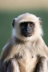 Naklejka premium arafed monkey sitting on a rock looking at the camera