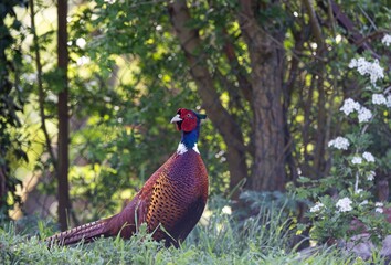 Colorful Pheasant in Lush Forest