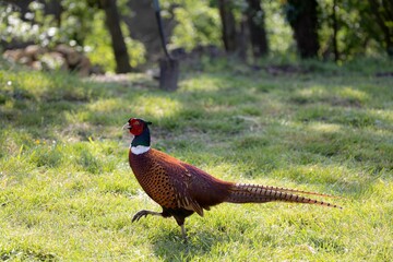 Fototapeta premium Pheasant on a Sunlit Grassy Field