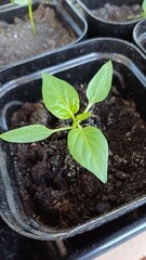 Young green plant sprouting from soil in a small container during daytime garden activity