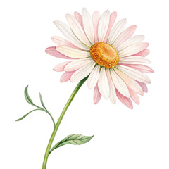 Watercolor Pink Daisy Flower, Isolated on Transparent Background, Floral Illustration, Botanical Art, Daisy, Flower, Watercolor