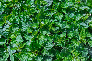 Bush of stinging-nettles. Nettle leaves. Top view. Botanical pattern.