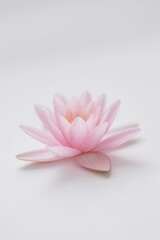 Obraz premium there is a pink flower that is sitting on a white surface