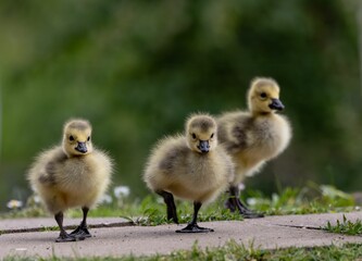 Adorable goslings walking on a path.