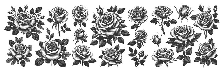 rose flower Set collection bundle sketch engraving generative ai raster illustration. Scratch board imitation. Black and white image.