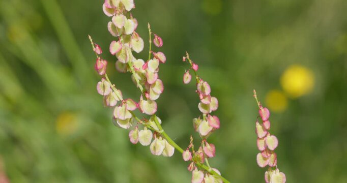 Close-Up of Rumex Plant Seeds (Fruits)