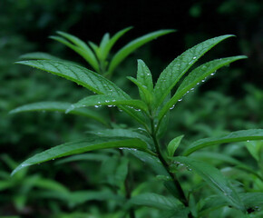 Fototapeta premium soft, blurred raindrops falling on a vibrant green leaf