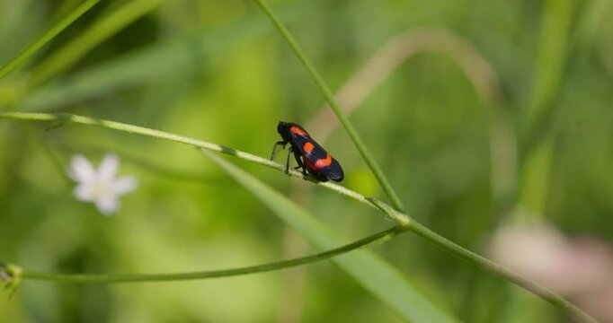 Cercopis vulnerata (also known as the black-and-red froghopper or red-and-black froghopper) in the grassland