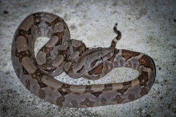 Close-up of a coiled snake with intricate patterns.