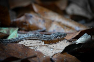 Snake slithering through dry leaves.