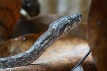 Snake's Head Close-up in Natural Habitat