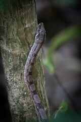 Snake camouflaged on a tree trunk in a forest.