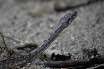 Close-up of a snake emerging from sand.