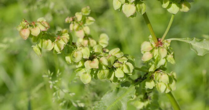 Close-Up of Rumex Plant Seeds (Fruits)