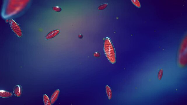 Mitochondria have critical role in energy production. They convert organic compounds into ATP and power all of our biological processes.