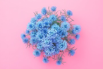 Pastel pink background with cluster of light blue flowers.