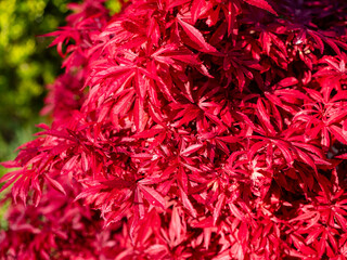 Close-up of Japanese maple (Acer palmatum) leaves with vivid red color, captured in daylight. Detailed texture and shape of the ornamental foliage in a garden setting.