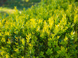 Close-up of a boxwood shrub (Buxus sempervirens) with dense, vibrant green leaves in sunlight. Popular evergreen plant used in landscaping and hedges.