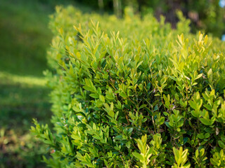 Close-up of a boxwood shrub (Buxus sempervirens) with dense, vibrant green leaves in sunlight. Popular evergreen plant used in landscaping and hedges.