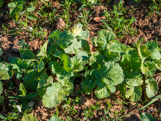 Fototapeta premium Gegeol radish (Raphanus sativus) plants growing in soil, early growth stage. Traditional Korean radish variety with broad green leaves.