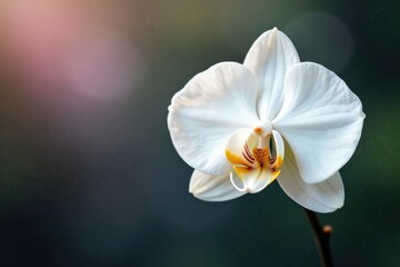 Delicate white orchid blossom, pristine background, texture, fresh