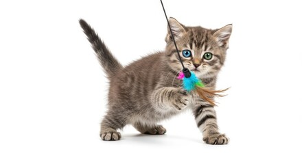 Obraz premium Adorable playful kitten with heterochromia eyes playing with colorful feather toy on white background, feeling cheerful and energetic in its playful moment