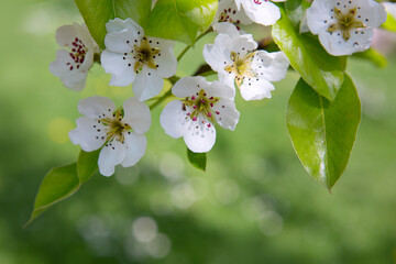 A close-up of a beautiful pear tree blossom on a bright green background