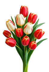 Obraz premium Elegant BouquetTulips, isolated on transparent background, png