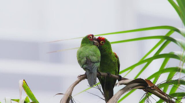 Red-headed parrots in Miraflores, Lima, Peru, showing mating behavior