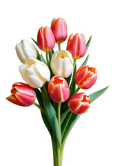 Obraz premium Elegant BouquetTulips, isolated on transparent background, png