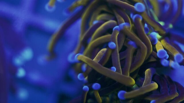 Macro close-up of Euphyllia glabrescens swaying under actinic light, with yellow, brown, and purple tentacles and dark blue tips.