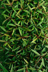 Vivid Green Outdoor Plant Foliage with Red Accents for Natural Backgrounds