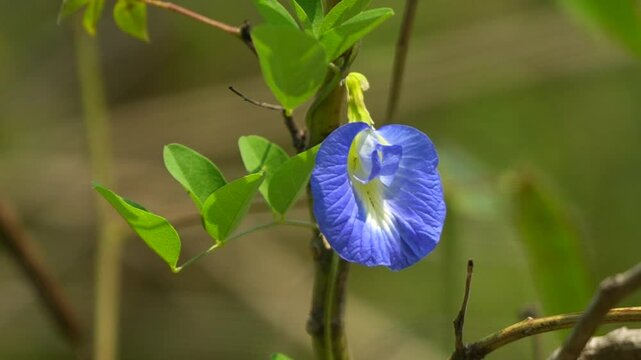 The blue and white butterfly pea flower sways slowly in the wind. This flower is also known as the Sangu flower.