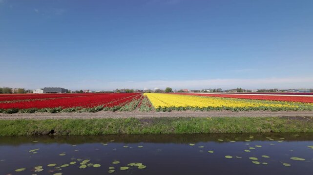 Tulip Bulb-Fields In The Netherlands - Drone Shot