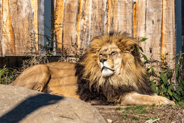 Obraz premium The lion, Panthera leo is one of the four big cats in the genus Panthera