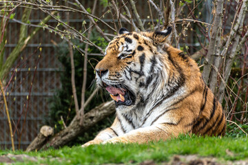 The Siberian tiger,Panthera tigris altaica in a park