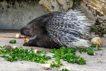 Indian crested Porcupine, Hystrix indica in a german nature park