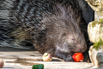 Indian crested Porcupine, Hystrix indica in a german nature park