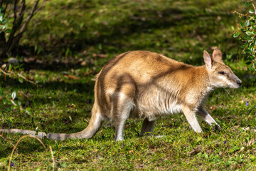 The agile wallaby, Macropus agilis also known as the sandy wallaby