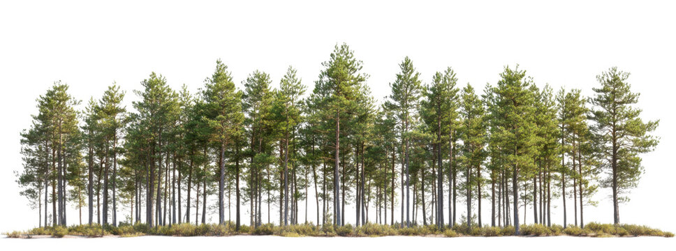  pine forest isolated on white
