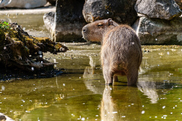 Capybara, Hydrochoerus hydrochaeris grazing on fresh green grass