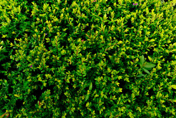 Obraz premium Lush Green Foliage of Shrubs in a Vibrant Natural Environment