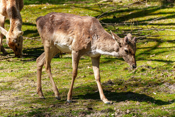 The fallow deer, Dama mesopotamica is a ruminant mammal