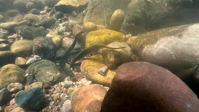 Brook lampreys (Lampetra planeri) preparing a place for spawning in a small creek. Estonia.